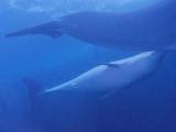 Nacen delfines en Delphinus